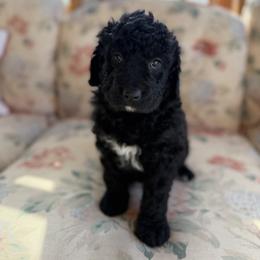 Waitlist 5 (M) - Black male Bernedoodle puppy in Gales Ferry, Connecticut from Schweers Goldens and Doodles