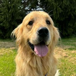 Yogi - Golden Retriever
