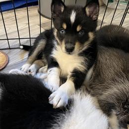 Pomsky Puppies from Lunar Pomskies