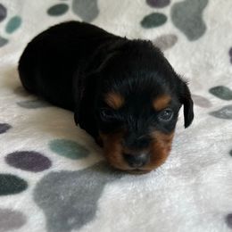 Boy 3 - Black and tan male Dachshund puppy in Grand Valley, Pennsylvania from Hounds on the Hill