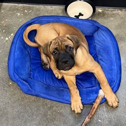 Coconut - Red fawn female Bullmastiff puppy in Athens, Georgia from RCS Kennels