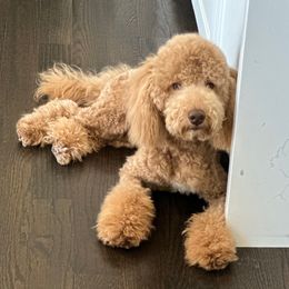 Cream - Cream male Poodle puppy in Southampton, New Jersey from Lavishly Loved Pets LLC