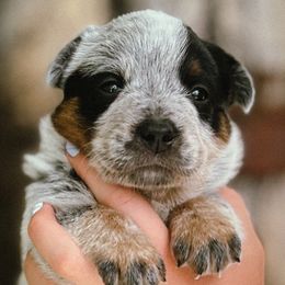 Australian Cattle Dog Puppies from Circle C Australian Cattle Dogs