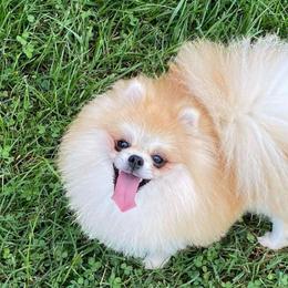 Octavia - Cream female Pomeranian puppy in Orange Grove, Texas from Davis Poms