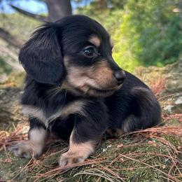 Oak - Black and cream male Dachshund puppy in Coeymans Hollow, New York from Dachshunds of the Hollow