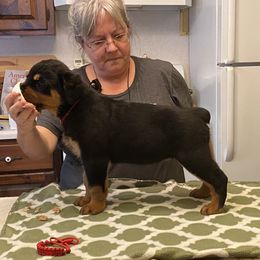 Rottweiler Puppies from Dark Waters Rottweilers