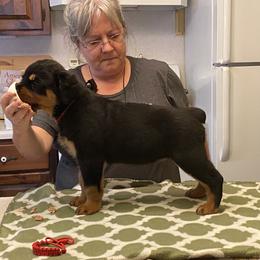 Rottweiler Puppies from Dark Waters Rottweilers