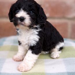 Carl (Green Collar) - Black and white male Cavapoo puppy in Sacramento, California from Lipscomb Doodles