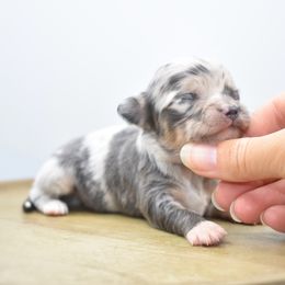 Tajin - Merle male Chihuahua puppy in Bulls Gap, Tennessee from Smokey Mountain Chihuahuas