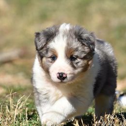Border Collie Puppies from Tega Border Collies