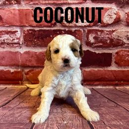 Girl 2 - female Goldendoodle puppy in Bountiful, Utah from Red Brick Doodles