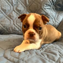 Boy 1 - Red male Boston Terrier puppy in Brookville, Ohio from Best Friend Bostons