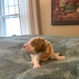Orange collar - Parti Goldendoodle puppy in Bellbrook, Ohio from Mini-Doodle Manor