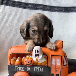 Noir - Cream male Dachshund puppy in Temple, Texas from Brit’s Doxie Crossing