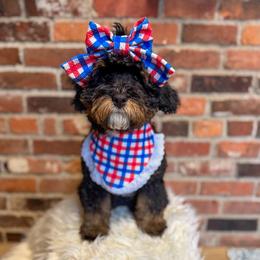 Ruby - female Australian Mountain Doodle puppy in Snohomish, Washington from Refined Doodles