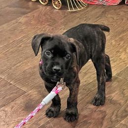 Cane Corso from C&M Cane Corso