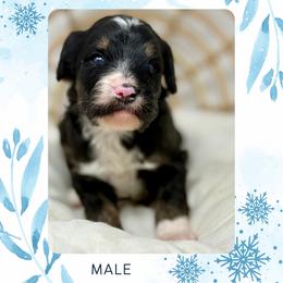 Monte - Tri-color male Bernedoodle puppy in Sterling, Colorado from North 40 Doodles