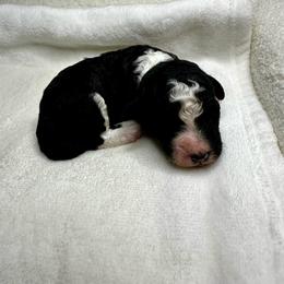 Black and white - Black and white male Bernedoodle puppy in Holt, Missouri from Mindys Doodles