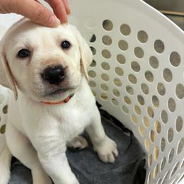Girl 1 Orange - Yellow female Labrador Retriever puppy in Santa Clarita, California from Five Star Labradors