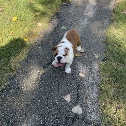 Bulldog Puppies from Kandyland Bulldogs