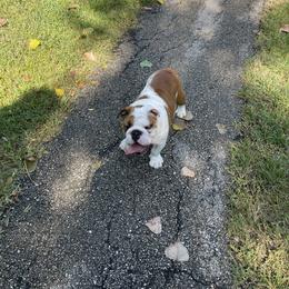 Bulldog Puppies from Kandyland Bulldogs