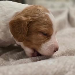 Maisie - Orange and white female Brittany puppy in Alma, Georgia from Edenbright Brittanys