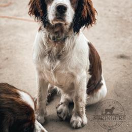 English Springer Spaniel Puppies from Butterfield Trail Springer Spaniels