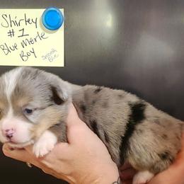 Shirley boy 1 - Blue merle and white male American Corgi puppy in Hampton, Tennessee from TC Farms Stock Dogs - Miniature Australian Shepherds