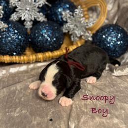 Snoopy - male Golden Mountain Doodle puppy in Rockville, Minnesota from Bracha Poodles & Doodles