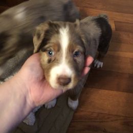 Australian Shepherd Puppies from Azzo Aussies