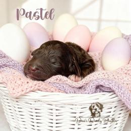 Pastel - Brown and white female Aussiedoodle puppy in Roebuck, South Carolina from Dani's Dandy Doodles