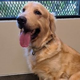 Holly - Golden Retriever