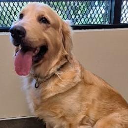 Holly - Golden Retriever