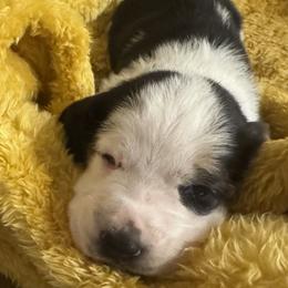 Light Blue Collar - Black white and brown male Basset Hound puppy in Tonkawa, Oklahoma from Lazy Daisy Basset Hounds