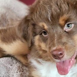 Australian Shepherds from Jessica Stapp
