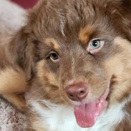 Australian Shepherds from Jessica Stapp