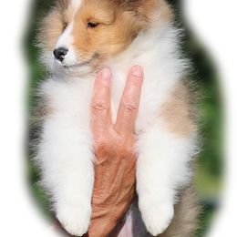 Shetland Sheepdog Puppies from Cathance Shetland Sheepdogs