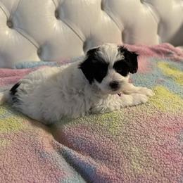 Panda - Brown and white female Bernedoodle puppy in Gainesville, Florida from Alyssa Xxweetdoodles