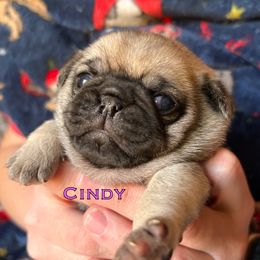 Cindy (orange collar) - Fawn female Pug puppy in Morgantown, West Virginia from Groovy Pugs