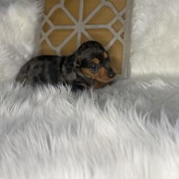 Girl 1 - Dapple female Dachshund puppy in Stilwell, Oklahoma from Stilwell’s Dachshunds
