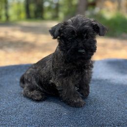 Jack - Black brindle male Cairn Terrier puppy in Mountain Grove, Missouri from CreekTop
