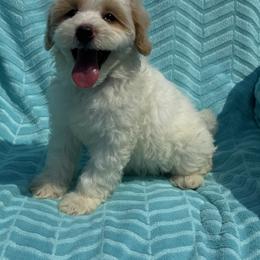 Baby Purple - Parti female Maltipoo puppy in Berea, Kentucky from Blair’s Furry Friends
