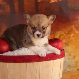 Pembroke Welsh Corgi Puppies from 3W Corgis