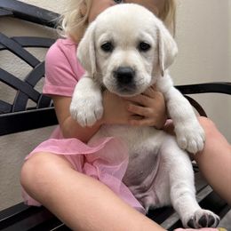 Boy 4 - Yellow male Labrador Retriever puppy in Taylor, Texas from Faithful Labs