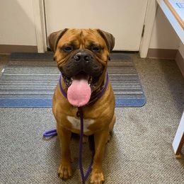 Bullmastiffs from Guardman's