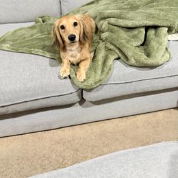 Dachshund Puppies from Northwest Dachshunds
