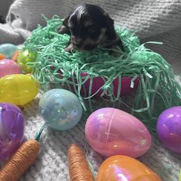 Hazelnut - Black and tan female Morkie puppy in Arlington, Texas from Paw Paradise 82