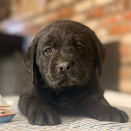 Skipper - Black male Labrador Retriever puppy in Dixon, California from Rosslyn Labradors (Rose-Line)