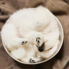Japanese Spitz Puppies from Colorado Japanese Spitz