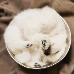 Japanese Spitz Puppies from Colorado Japanese Spitz